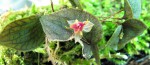 Lepanthes saltatrix.jpg