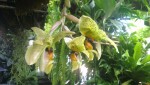 Stanhopea greerii 1.JPG