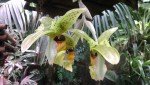 Stanhopea greerii 2.JPG