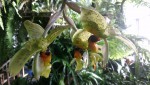 Stanhopea greerii 3.JPG