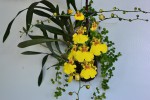 Oncidium.jpg