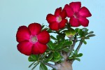 Adenium.jpg