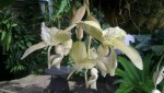 Stanhopea xytriophora 1.JPG