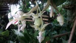 Stanhopea xytriophora 2.JPG