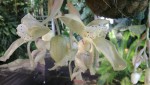 Stanhopea xytriophora 4.JPG