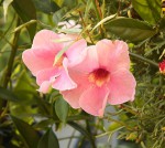 Pandorea jasminoides_resize.jpg