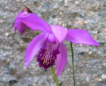 Bletilla Nö. 954.jpg