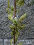 Cycnoches peruviana1.jpg