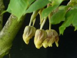 orchideje 23330.jpg