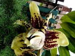 Stanhopea tigrina.jpg