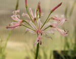 Nerine krigei_a_resize.jpg