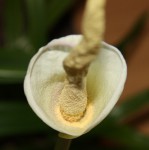 Amorphophallus operculatus_b_resize.jpg