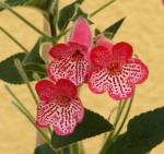 Kohleria Manchu_b_resize.jpg