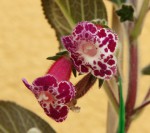 Kohleria Mother's Lipstick_a_resize.jpg