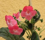 Kohleria Sunshine_b_resize.jpg