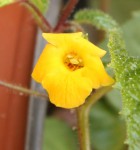 Achimenes flava_a_resize.jpg