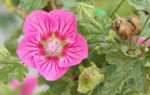 Anisodontea capensis_a_resize.jpg