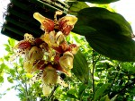 orchideje 23347.jpg