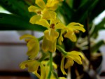 orchideje 23350.jpg