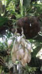 Stanhopea panamensis v poupatech.JPG