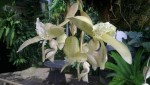 Stanhopea panamensis 1.JPG