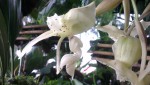 Stanhopea panamensis 2.JPG