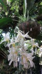 Stanhopea panamensis 3.JPG