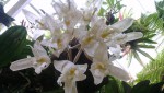 Stanhopea panamensis 4.JPG