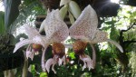 Stanhopea napoense 1.JPG