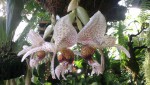 Stanhopea napoense 2.JPG
