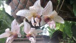 Stanhopea napoense 3.JPG