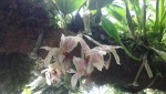Stanhopea graveolens na kmeni 1.JPG