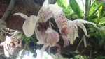 Stanhopea graveolens na kmeni 2.JPG