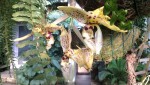 Stanhopea assidensis 1.JPG