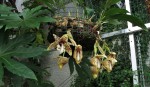 Stanhopea hernandezii.jpg