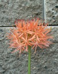 Scadoxus cinnabarinus.jpg