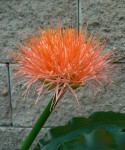 Scadoxus 'King Albert'.jpg