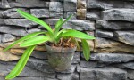 Paphiopedilum villosum var. gratrixianum.jpg