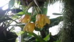 Stanhopea x fowlieana 1.JPG