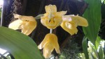 Stanhopea x fowlieana 2.JPG