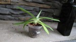 Paphiopedilum fairrieanum zatím neověřeno pucláček č.7.jpg