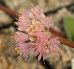 Haemanthus humilis_a resize.jpg