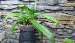 Paphiopedilum villosum var. boxalii f. atratum.jpg