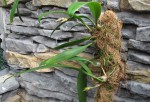 Bulbophyllum bicolor.jpg