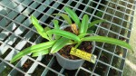 Paph.henryanum.jpg
