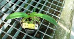 Paph.henryanum-.jpg