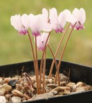 Cyclamen hederifolium_resize.JPG