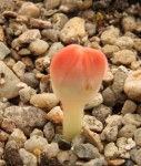 Haemanthus coccineus_a_resize.JPG