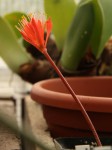 Haemanthus coccineus_b_resize.JPG