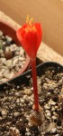 Haemanthus crispus_resize.JPG